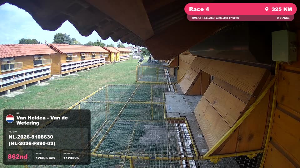 Pigeon Arrival Image For Race Race 4