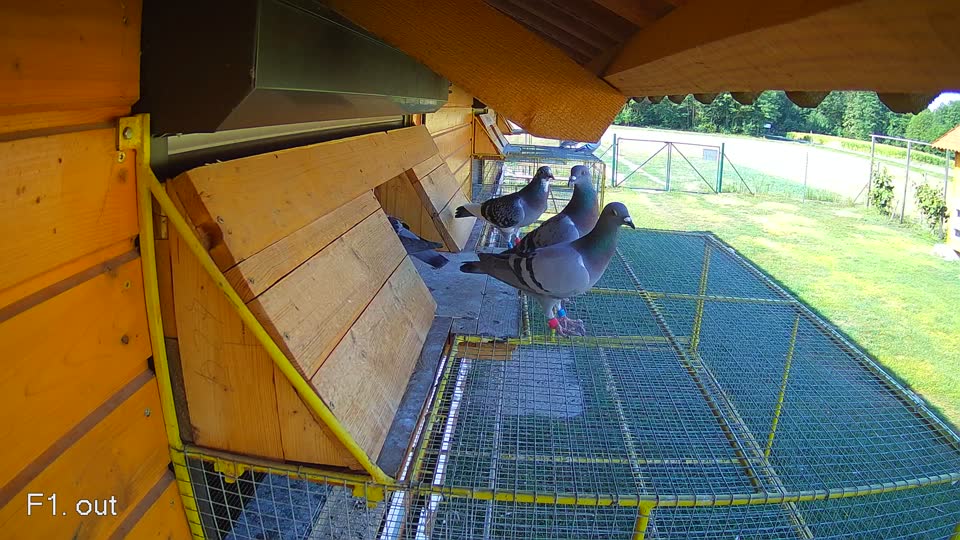 Pigeon Arrival Image For Race Race 2