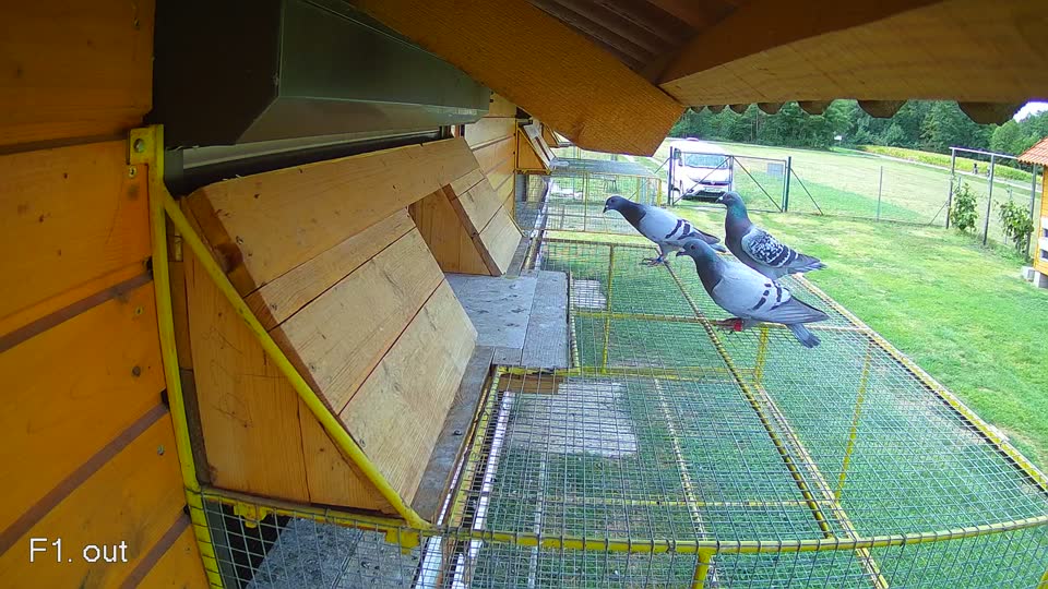 Pigeon Arrival Image For Race Race 4