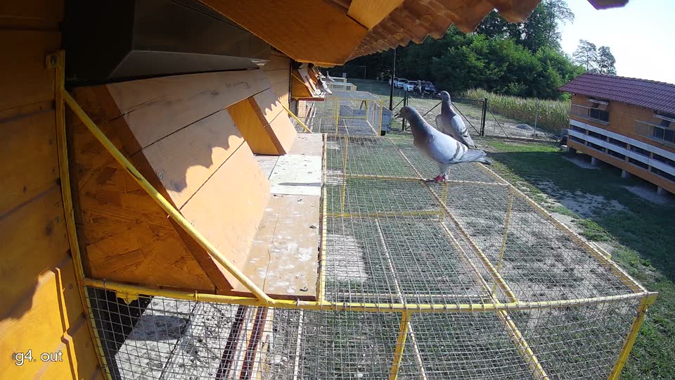 Pigeon Arrival Image For Race Race 1