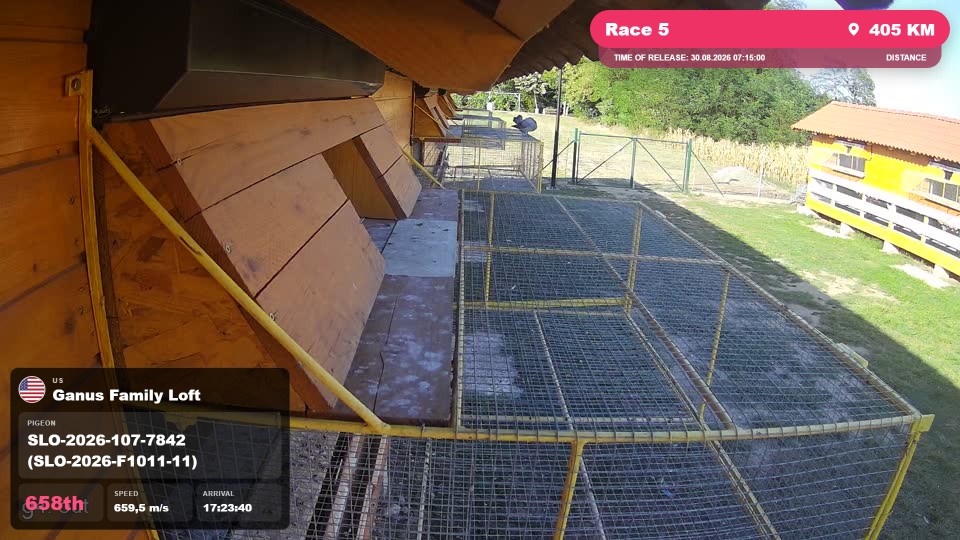 Pigeon Arrival Image For Race Race 5