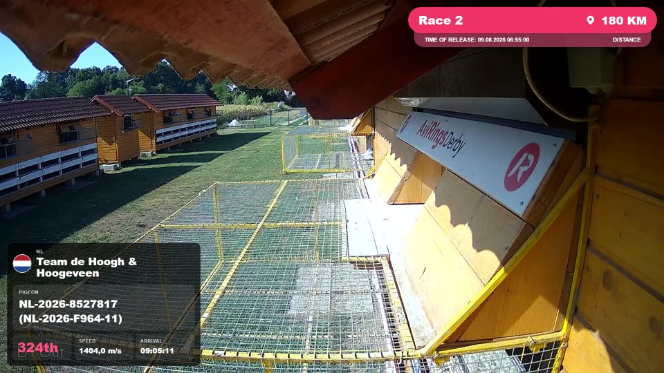 Pigeon Arrival Image For Race Race 2