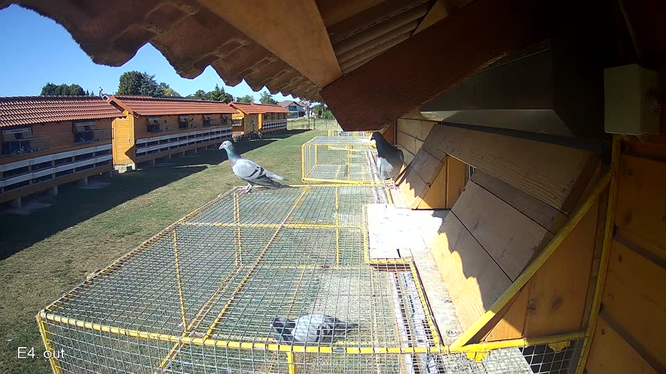Pigeon Arrival Image For Race Race 3