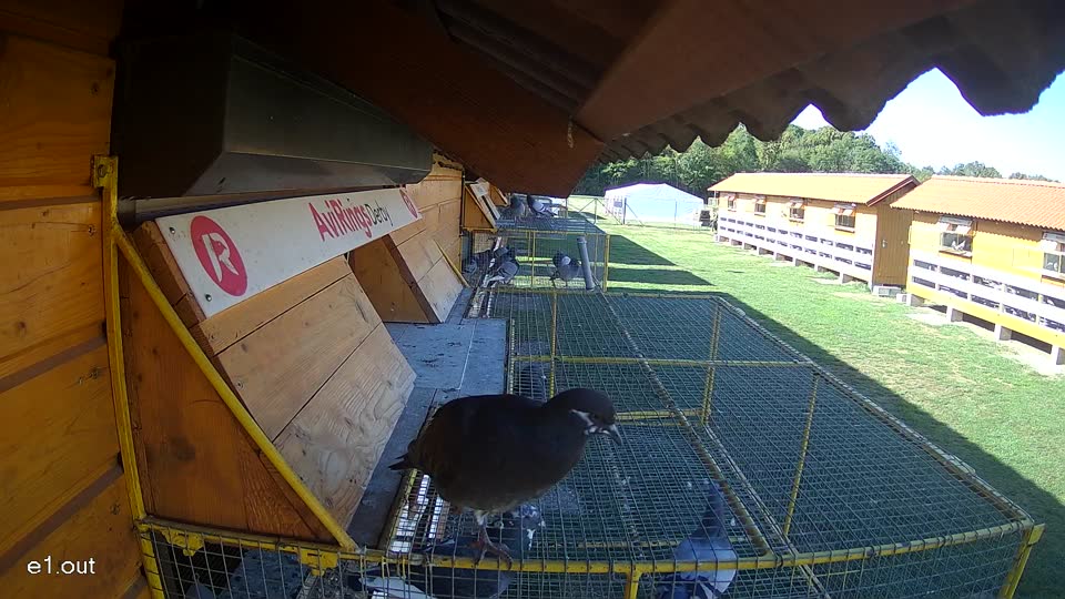 Pigeon Arrival Image For Race Final Race 1/3