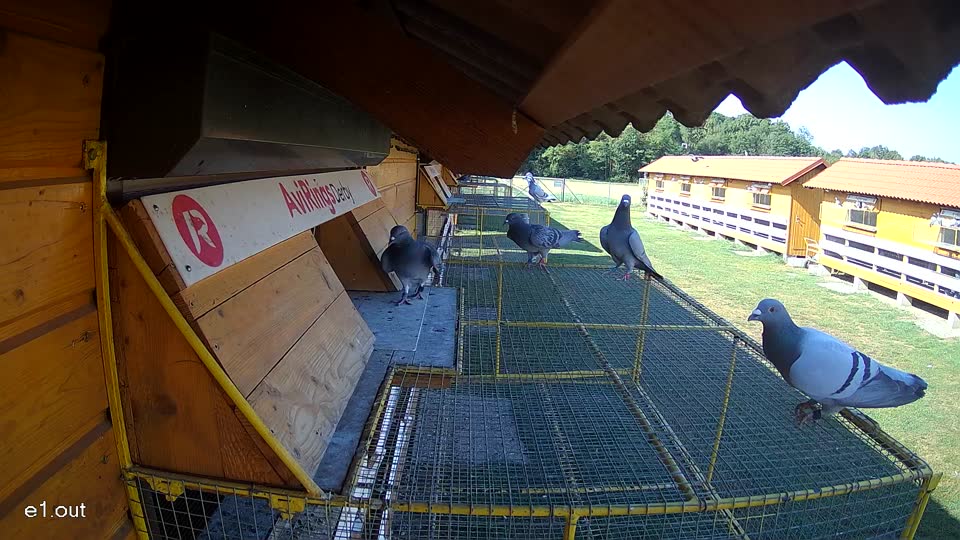 Pigeon Arrival Image For Race Race 2