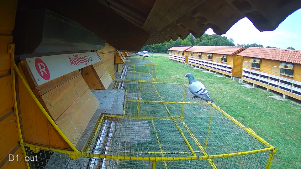 Pigeon Arrival Image For Race Race 4