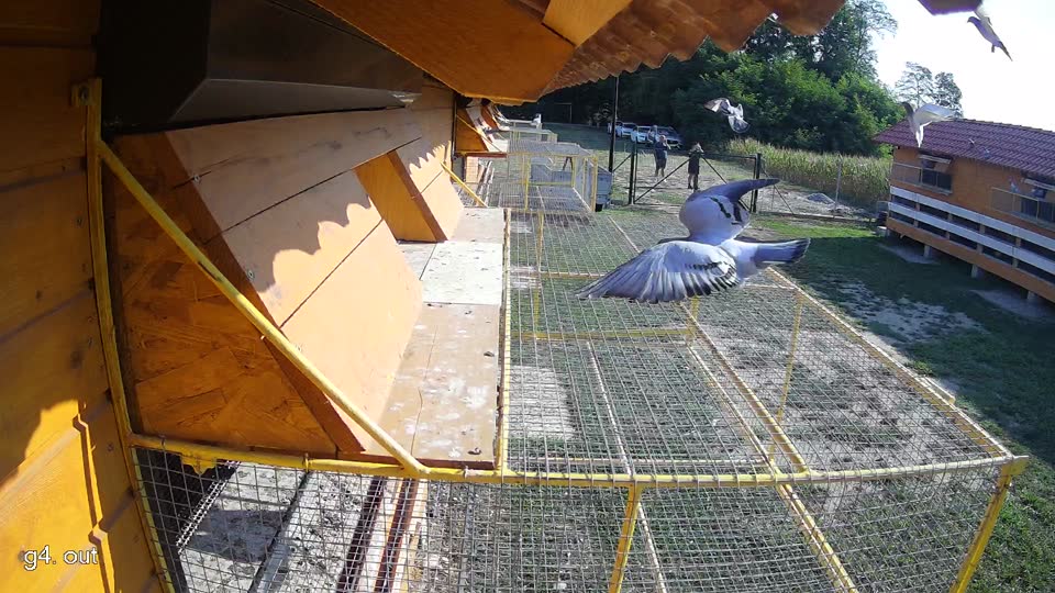 Pigeon Arrival Image For Race Race 1