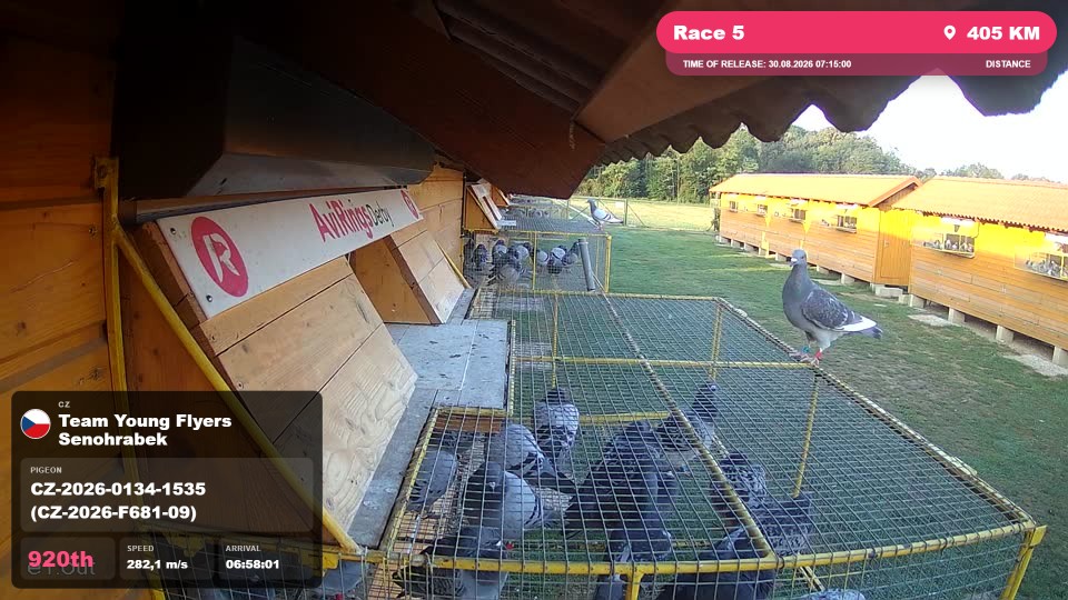 Pigeon Arrival Image For Race Race 5