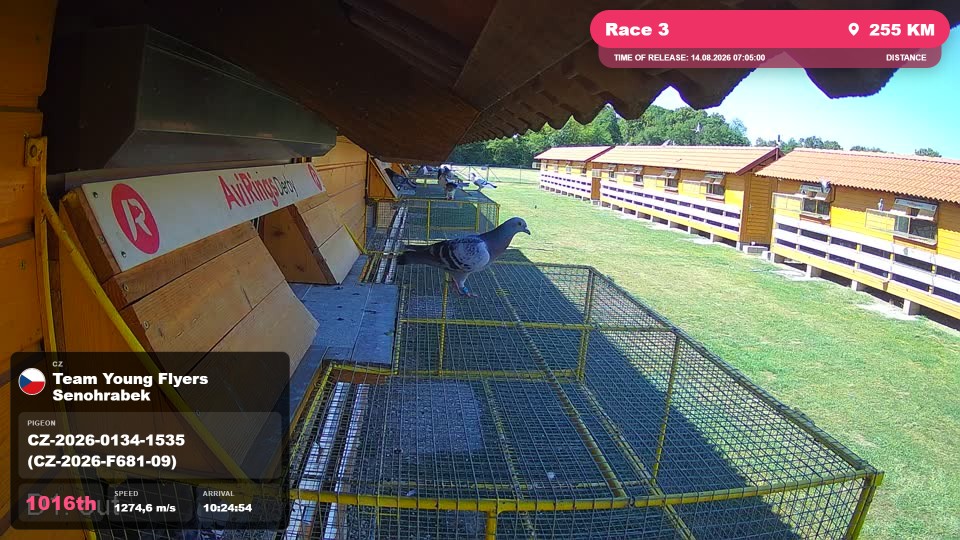 Pigeon Arrival Image For Race Race 3