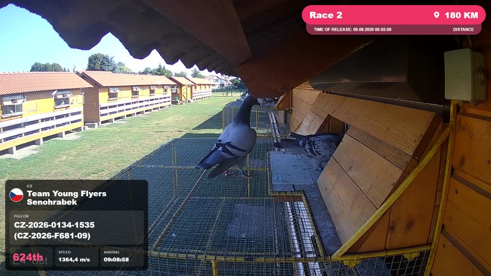 Pigeon Arrival Image For Race Race 2