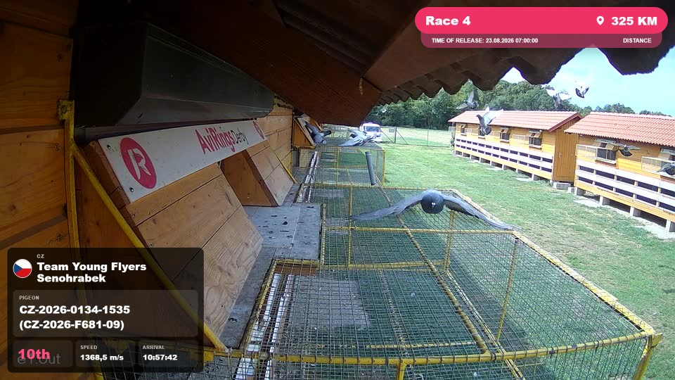 Pigeon Arrival Image For Race Race 4