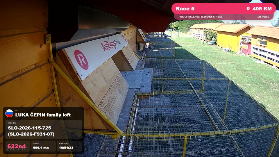 Pigeon Arrival Image For Race Race 5
