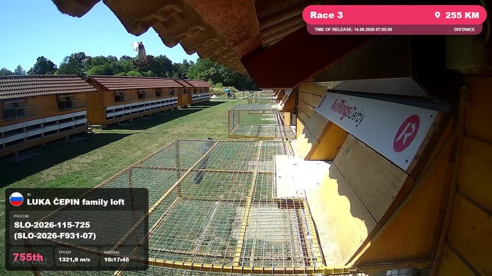 Pigeon Arrival Image For Race Race 3