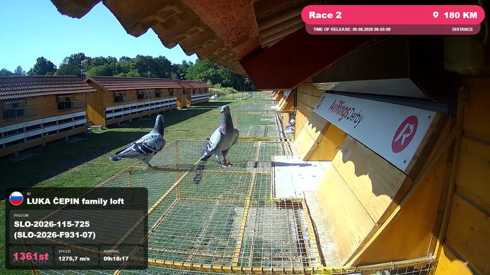 Pigeon Arrival Image For Race Race 2