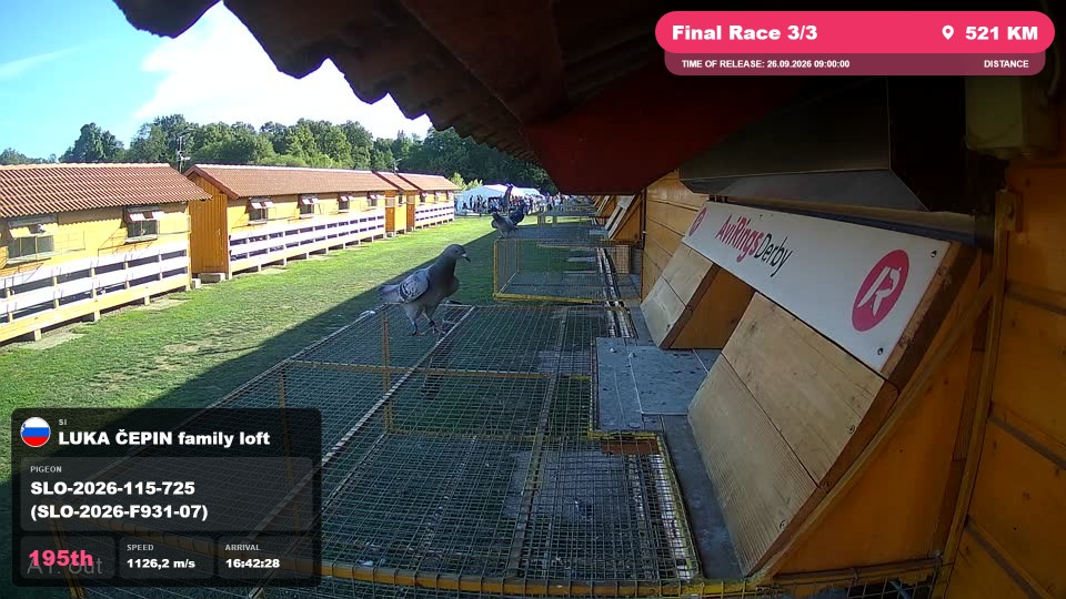 Pigeon Arrival Image For Race Final Race 3/3