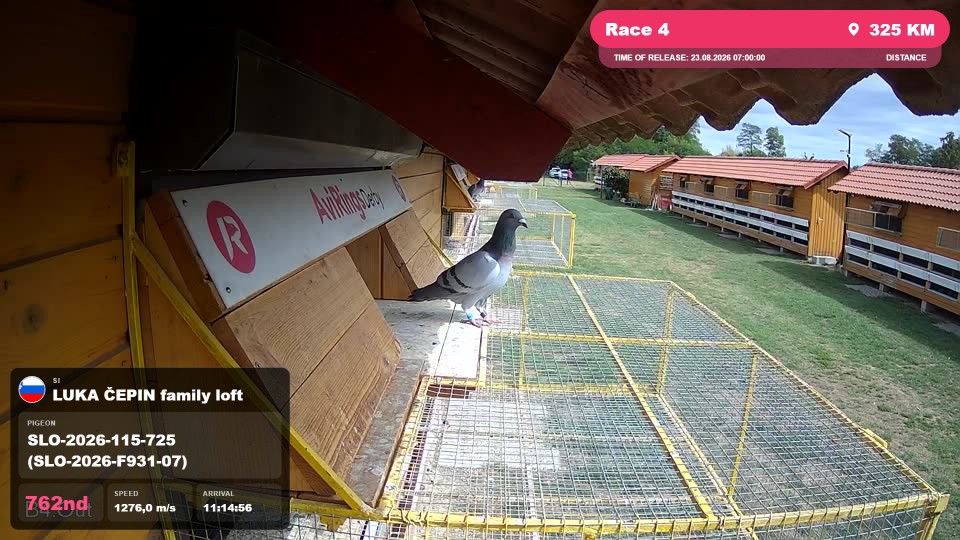 Pigeon Arrival Image For Race Race 4