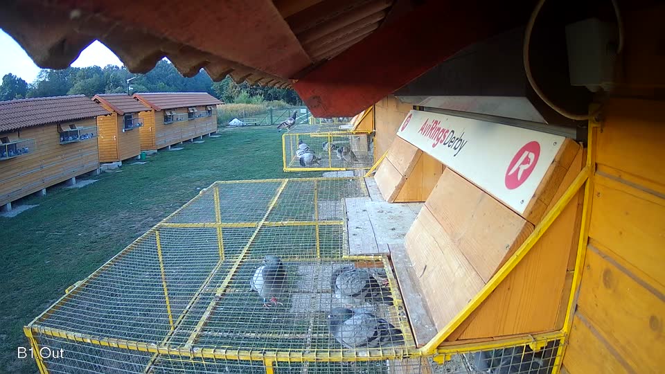 Pigeon Arrival Image For Race Race 5