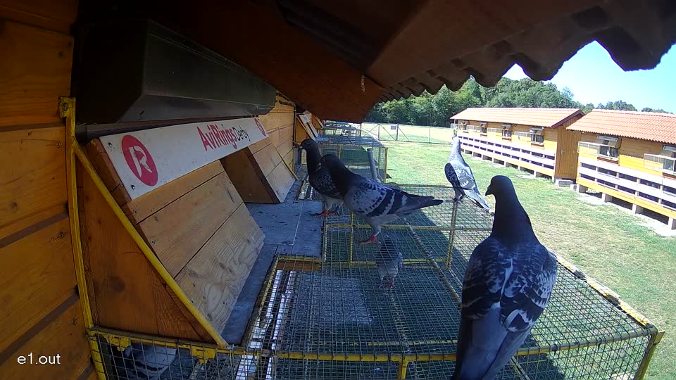 Pigeon Arrival Image For Race Race 3