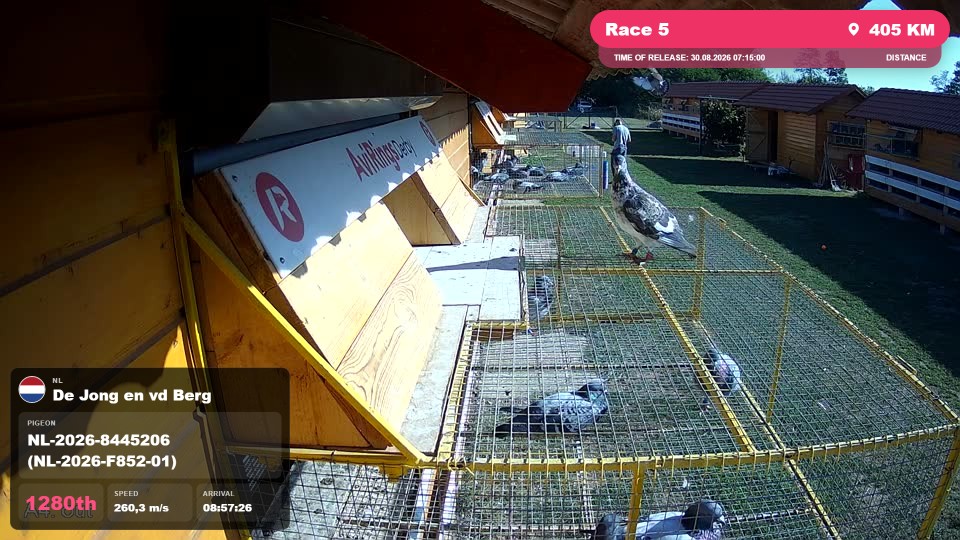 Pigeon Arrival Image For Race Race 5