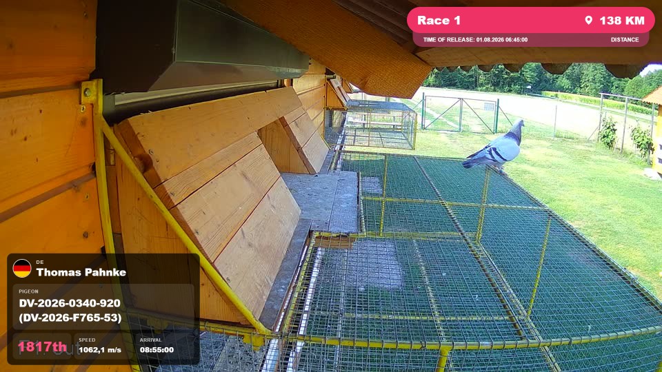 Pigeon Arrival Image For Race Race 1