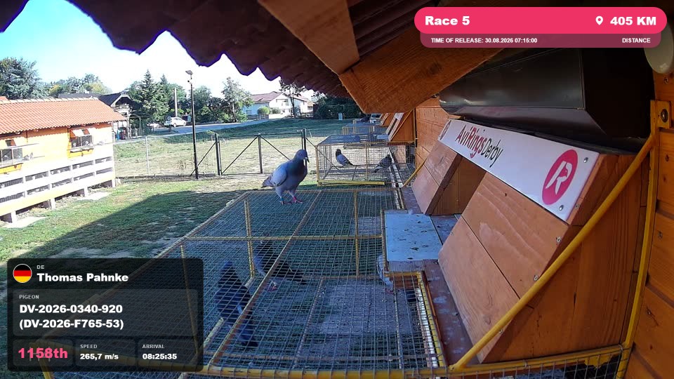 Pigeon Arrival Image For Race Race 5