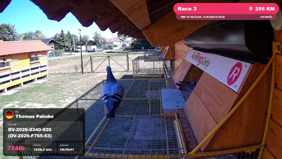 Pigeon Arrival Image For Race Race 3