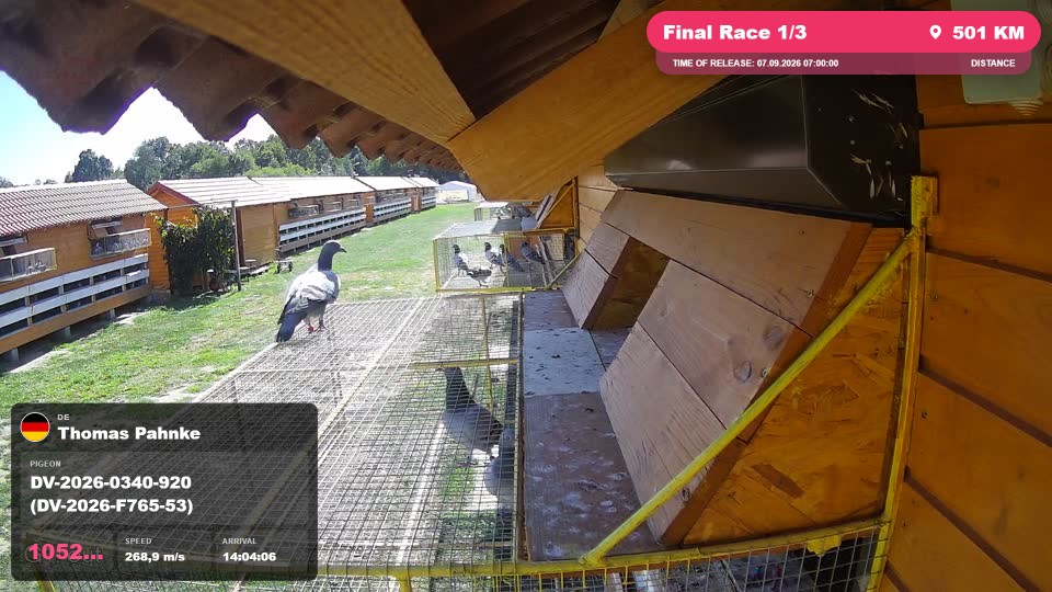Pigeon Arrival Image For Race Final Race 1/3