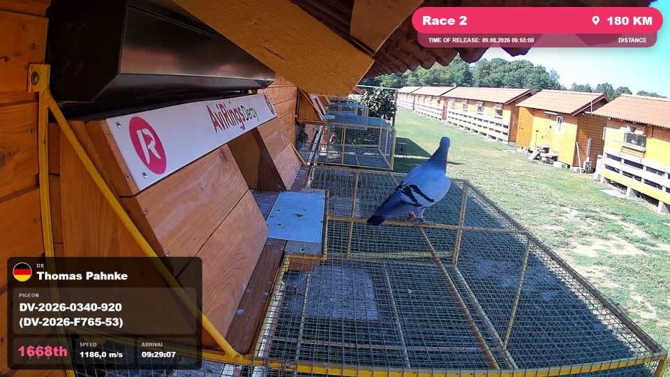 Pigeon Arrival Image For Race Race 2