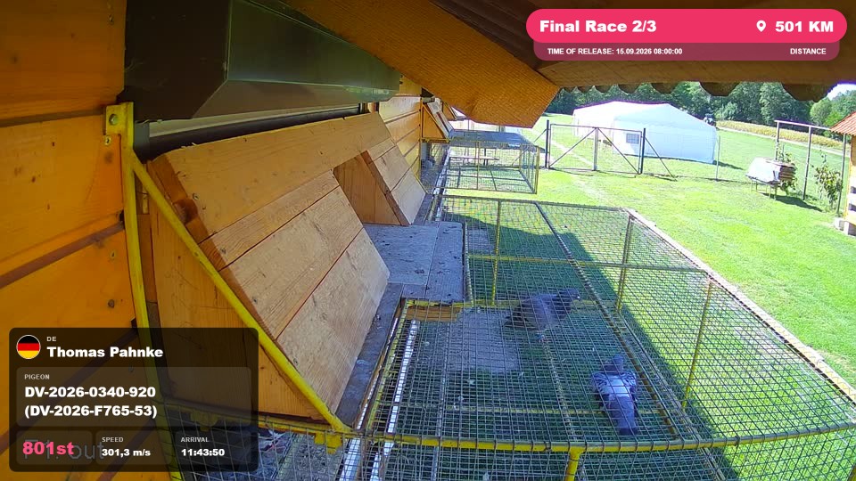 Pigeon Arrival Image For Race Final Race 2/3