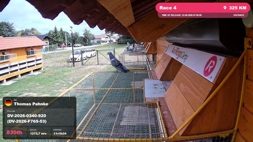 Pigeon Arrival Image For Race Race 4