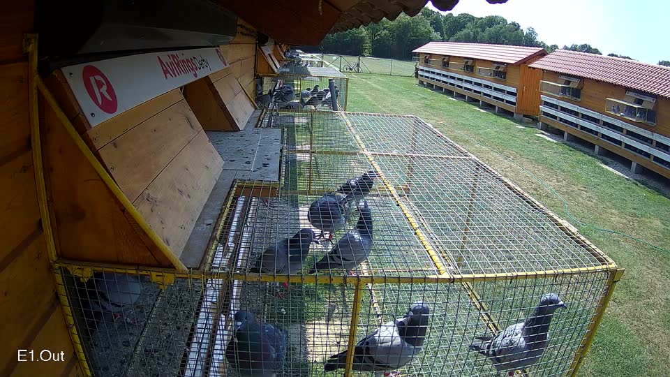 Pigeon Arrival Image For Race Race 3