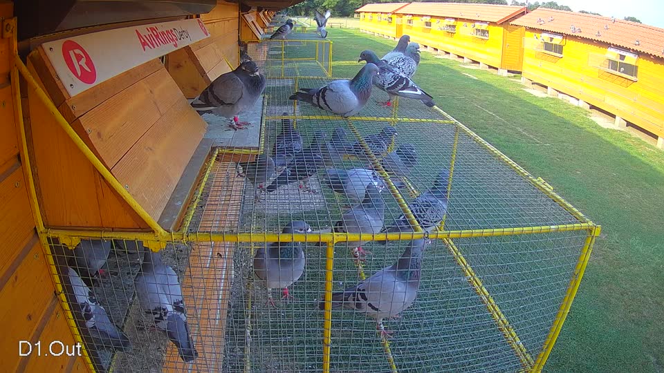 Pigeon Arrival Image For Race Race 4