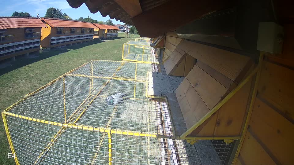 Pigeon Arrival Image For Race Race 5