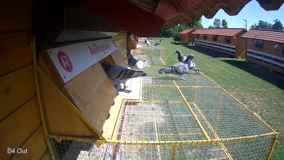 Pigeon Arrival Image For Race Race 2