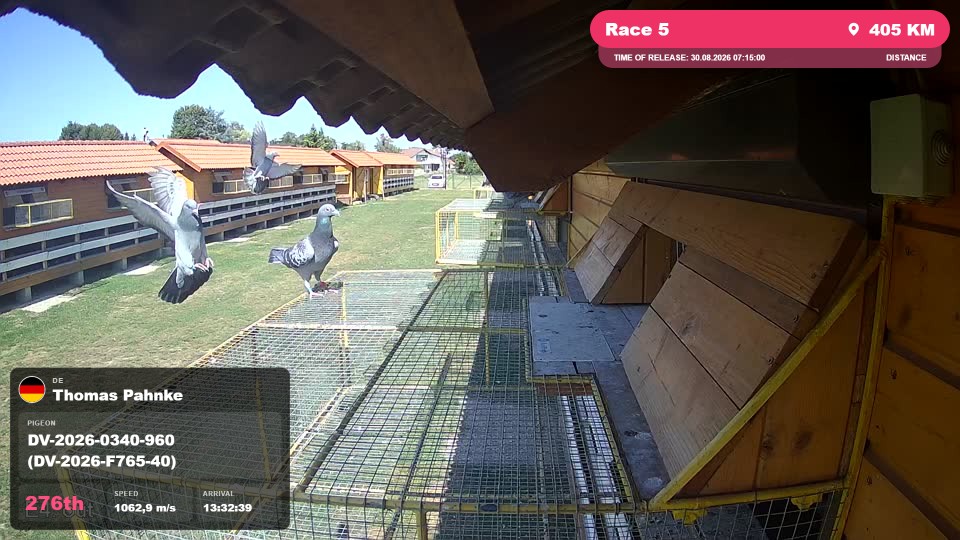 Pigeon Arrival Image For Race Race 5