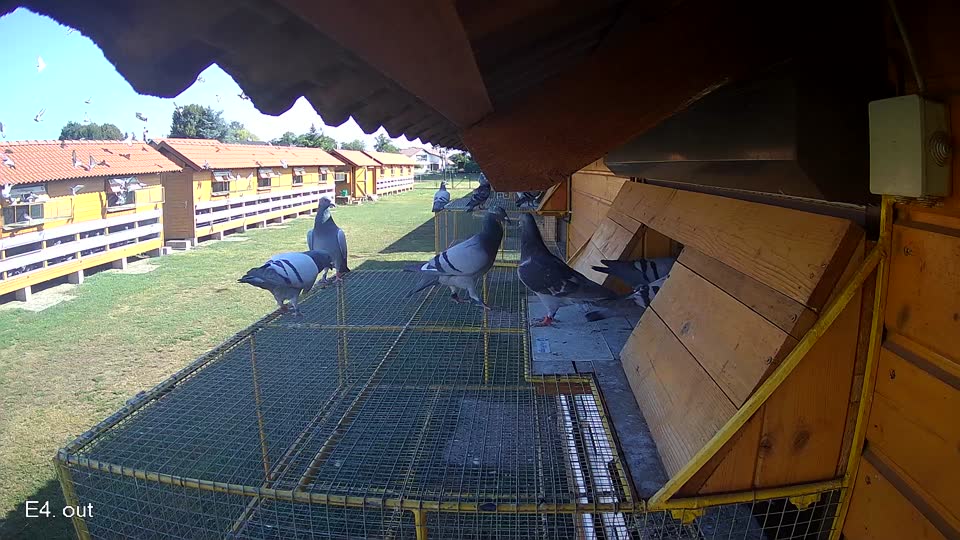 Pigeon Arrival Image For Race Race 2