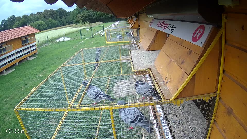 Pigeon Arrival Image For Race Race 6