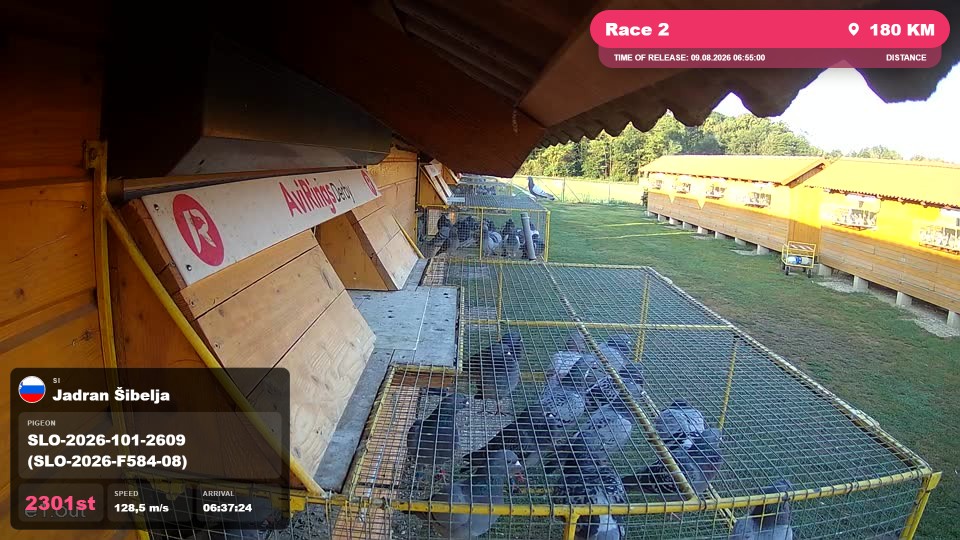 Pigeon Arrival Image For Race Race 2