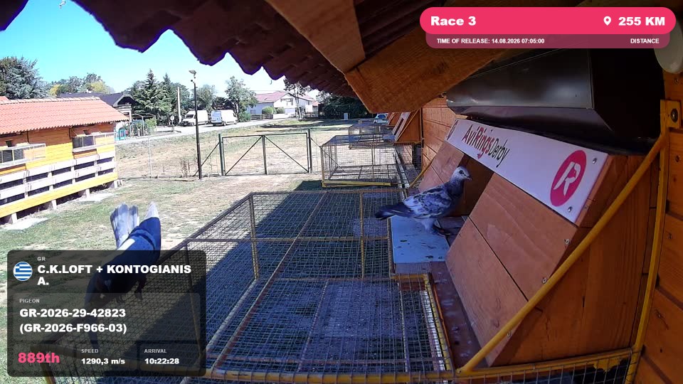 Pigeon Arrival Image For Race Race 3