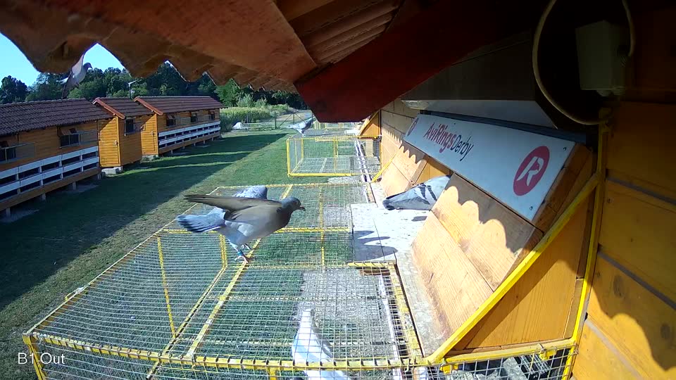 Pigeon Arrival Image For Race Race 1