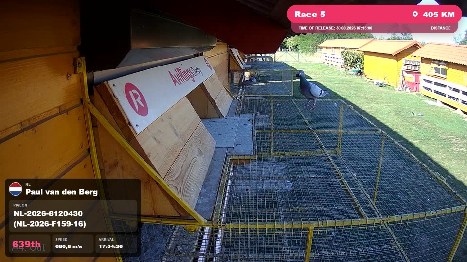 Pigeon Arrival Image For Race Race 5