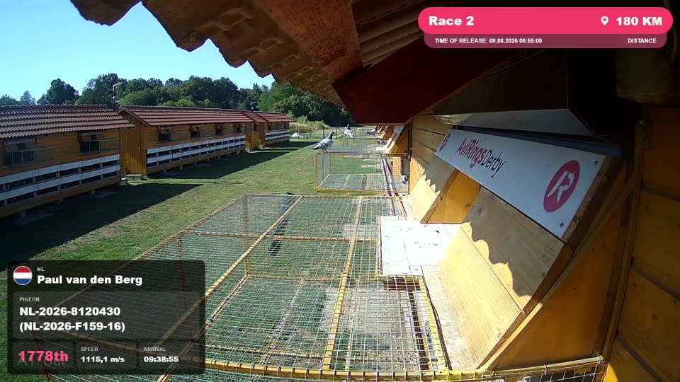 Pigeon Arrival Image For Race Race 2