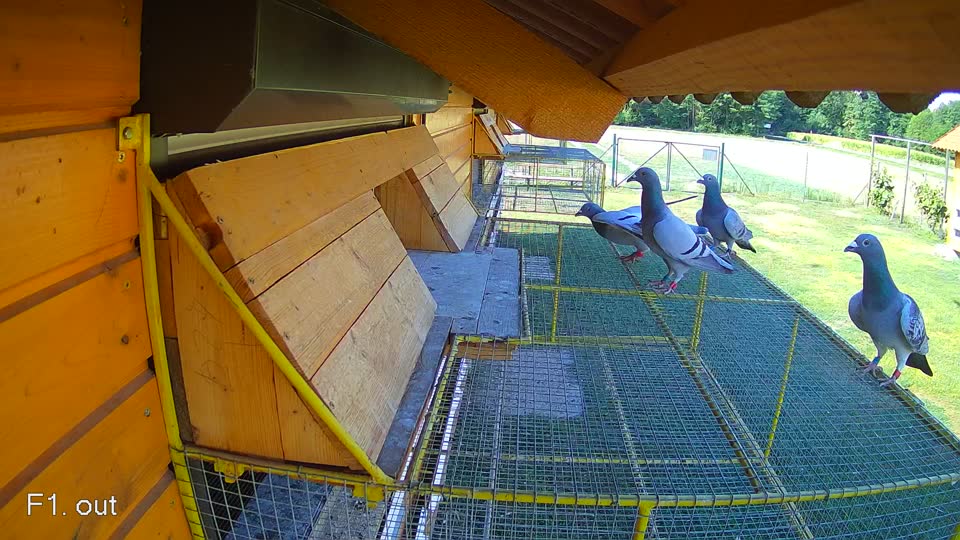 Pigeon Arrival Image For Race Race 2