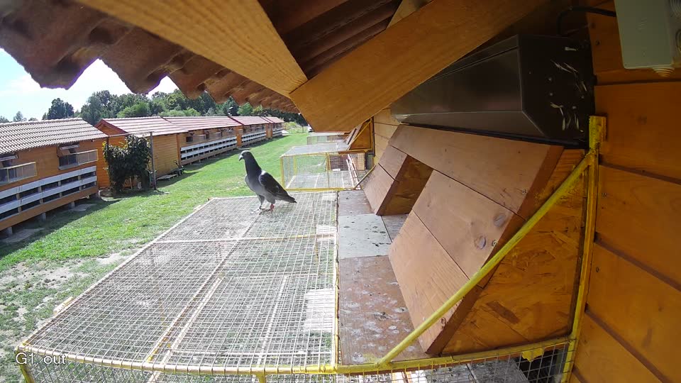 Pigeon Arrival Image For Race Race 4