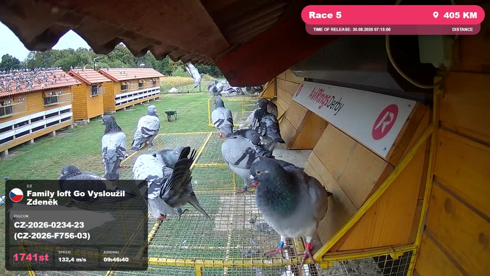 Pigeon Arrival Image For Race Race 5