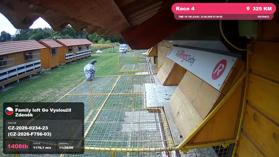 Pigeon Arrival Image For Race Race 4