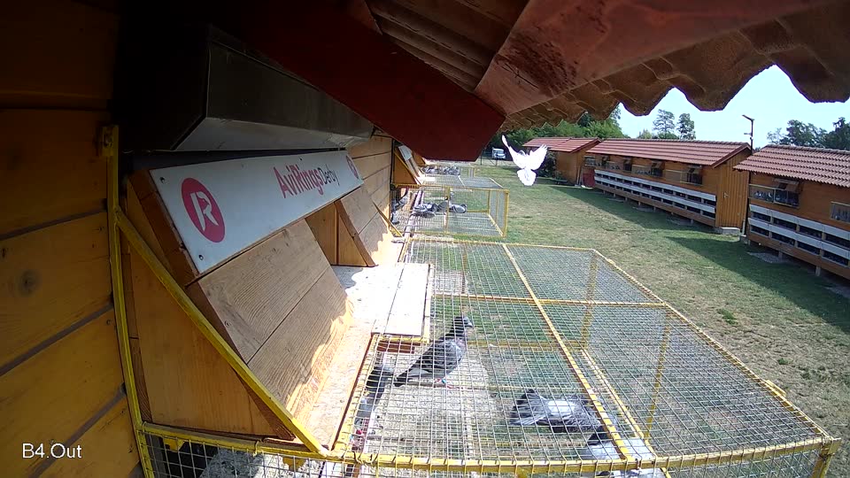 Pigeon Arrival Image For Race Race 1