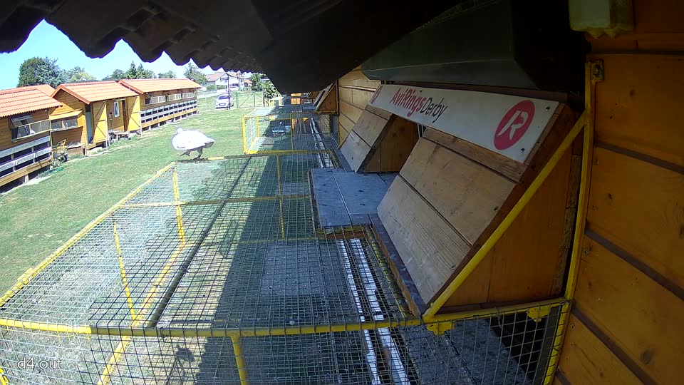 Pigeon Arrival Image For Race Race 5
