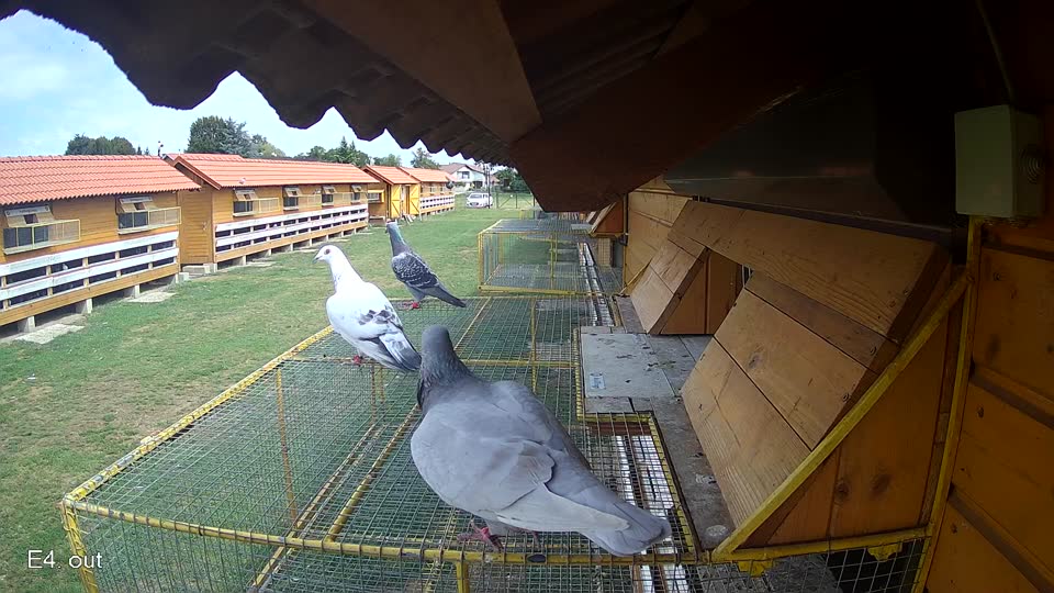 Pigeon Arrival Image For Race Race 4