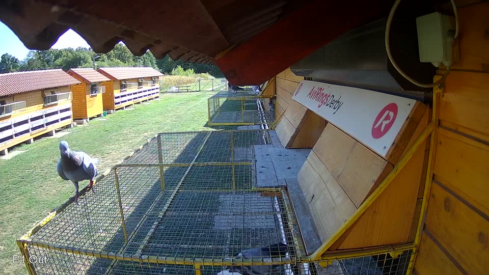 Pigeon Arrival Image For Race Race 5